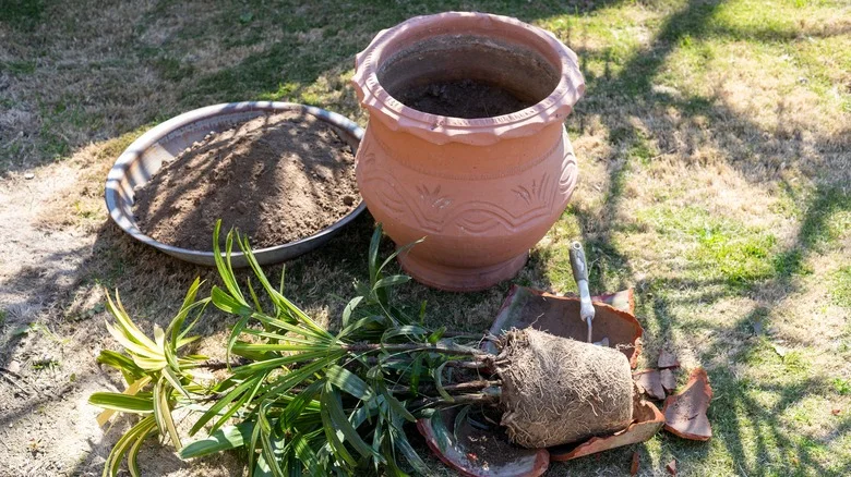 Should You Use Pieces Of Broken Flower Pots As Drainage Material For Planters?