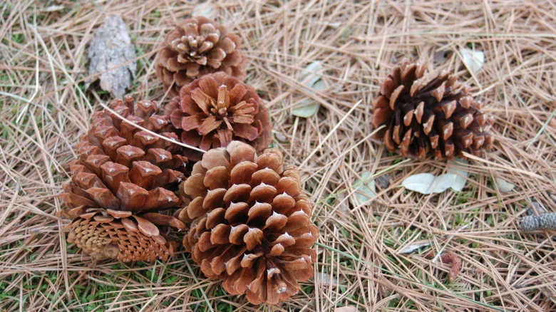 Should You Use Pinecones As Mulch For Your Garden? Here’s What We Know