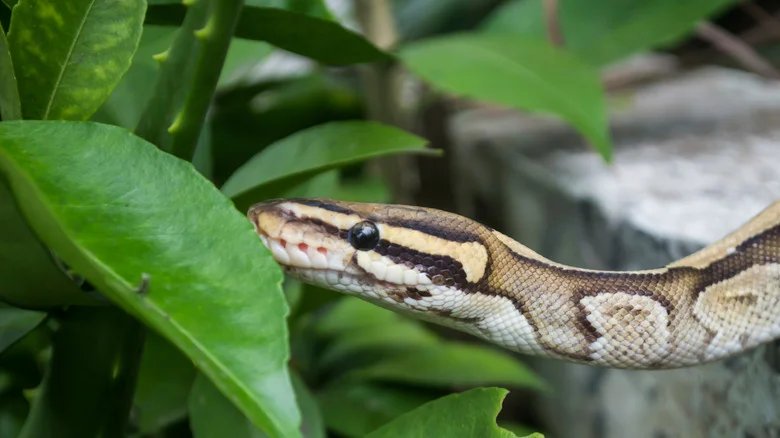 Should You Use Rubbing Alcohol To Get Rid Of Yard Snakes?