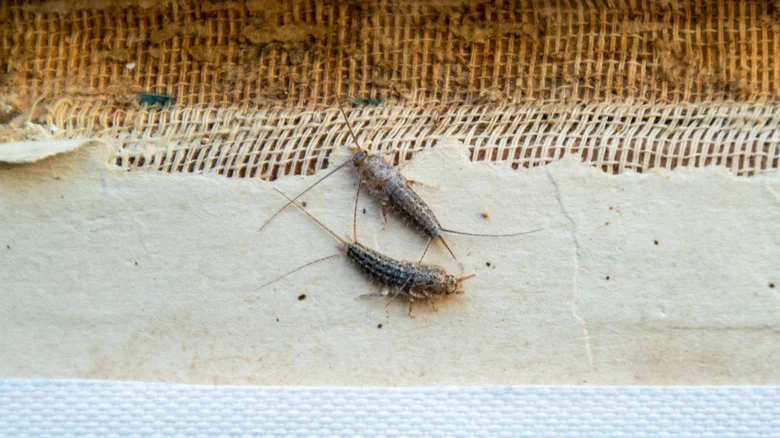 Should You Use Talcum Powder To Get Rid Of Silverfish?