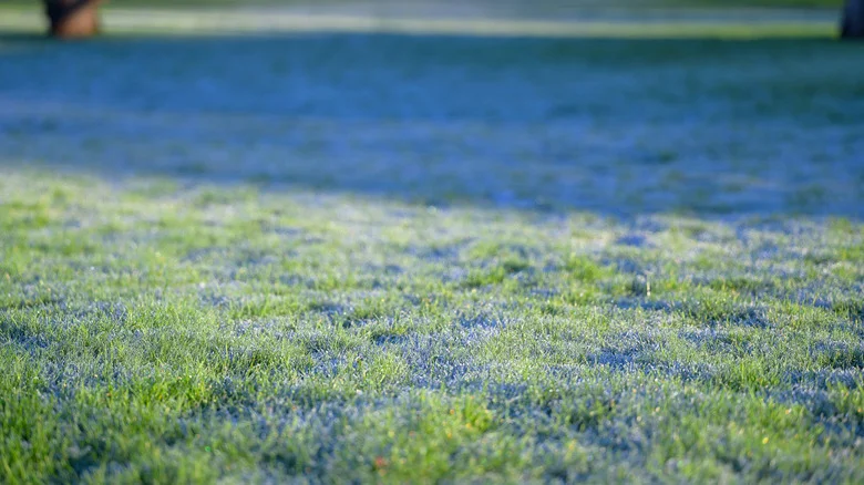 Should You Worry About Frost Affecting Fertilizer?