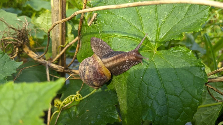 Sick Of Fighting Snails In The Garden? Grow These Summer-Blooming Herbs They Won’t Touch