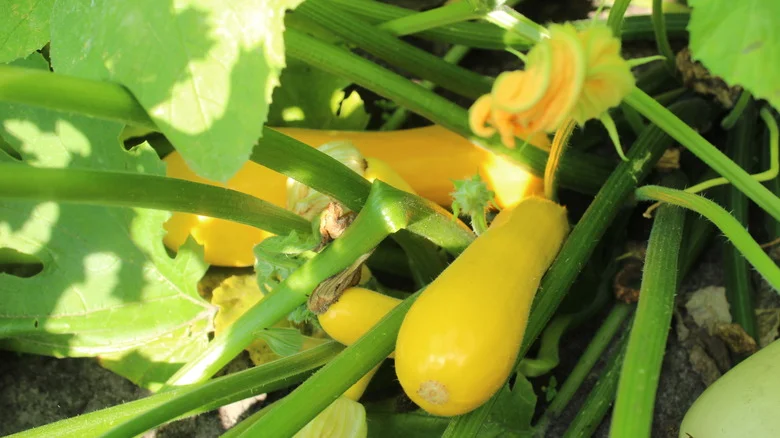 Signs That It’s The Perfect Time To Pick Summer Squash For A Delicious Harvest