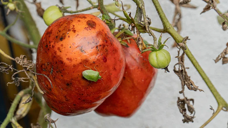 Signs That Stink Bugs Are Damaging Your Tomato Plants (& The Best Way To Prevent It)