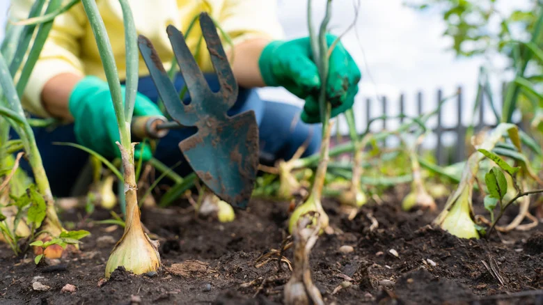 Signs That The Onions In Your Garden Are Ready To Harvest (& The Best Way To Do It)