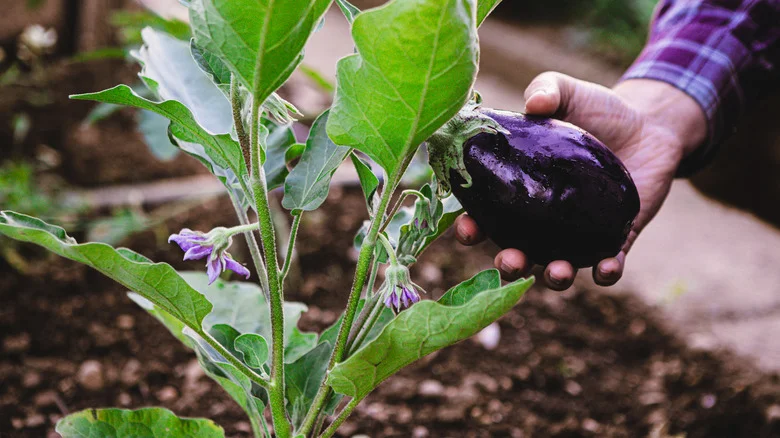 Signs That Your Eggplants Are Dying