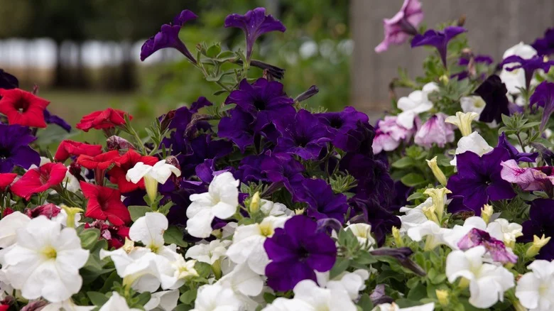 Signs That Your Petunias Aren’t Getting Proper Sunlight (& How To Care For Them)