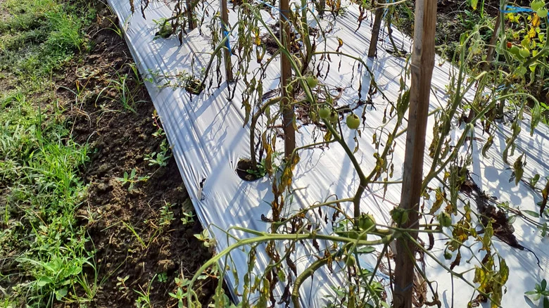 Signs Your Tomato Plant Is Battling A Bacterial Infection (And What To Do About It)