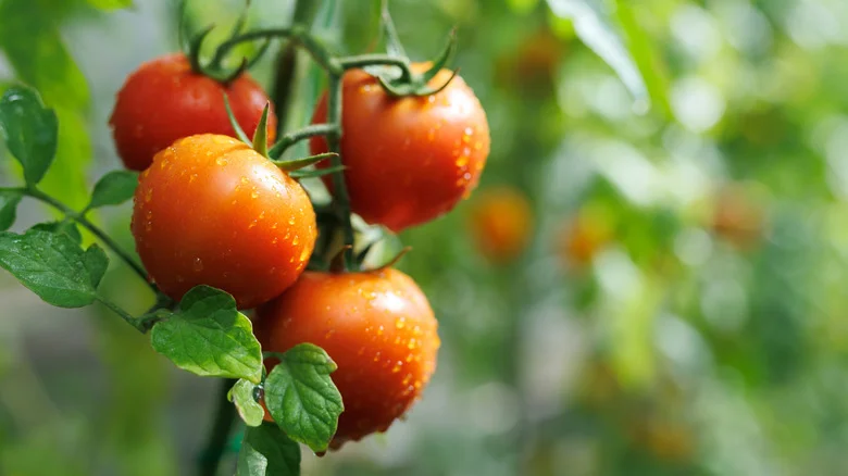 Simple DIY Tomato Supports You Can Make With Just Wood