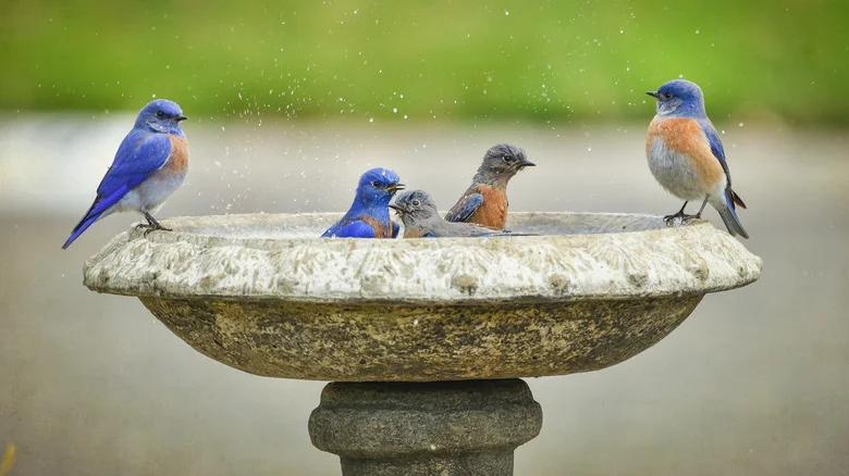 Simple Tips And Tricks To Attract More Birds To Your Birdbath