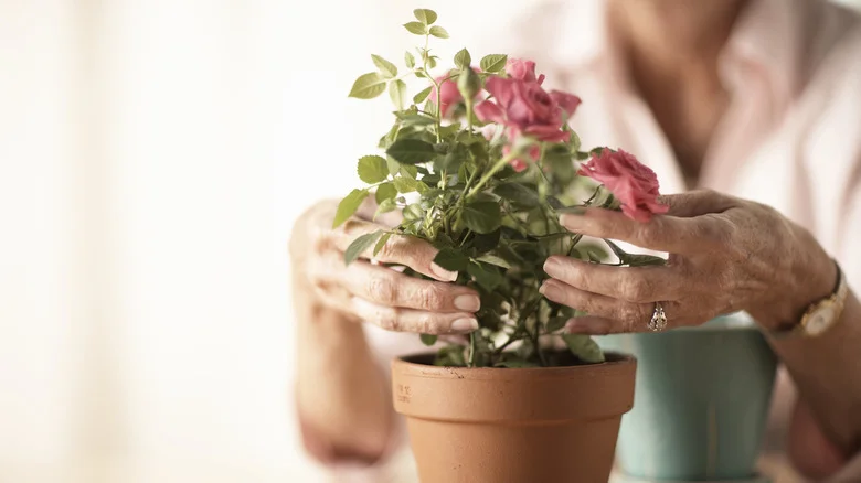 Simple Tips For Growing Your Roses In Pots