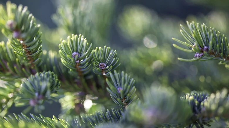 Simple Tricks That’ll Extend The Life Of Your Holiday Greenery