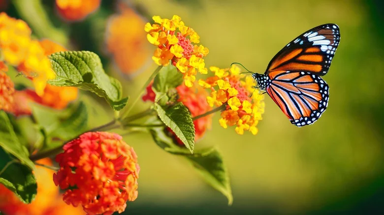 Simple Ways Gardeners Can Help Prevent A Further Decline In Insect Populations