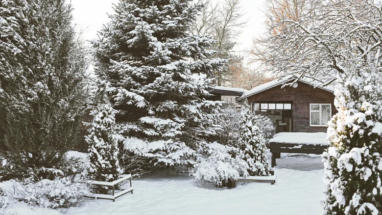 Simple Ways To Help Keep Your Garden In Good Shape After A Snowstorm