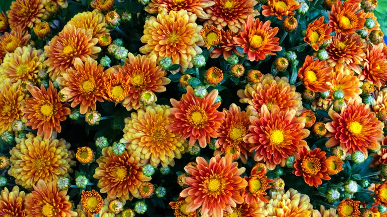 Simple Ways To Protect Fall Mums From Frost As Temperatures Drop
