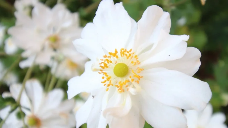 Skeleton Flowers Are The Stunning, Totally Unique Addition Your Garden Is Missing