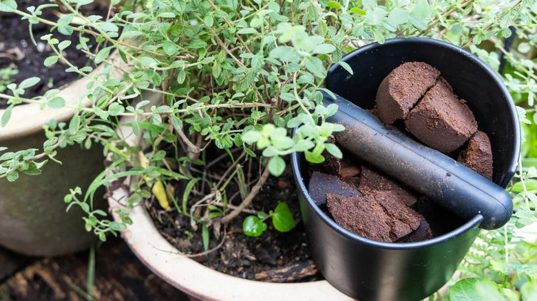 Skip Adding Coffee Grounds To Garden Beds If You Have These Vegetables