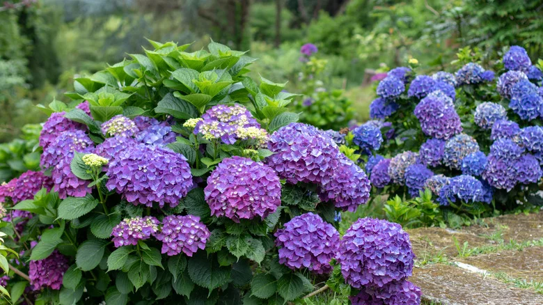 Skip Hydrangeas: The Alternative That’ll Look Beautiful All Year Long