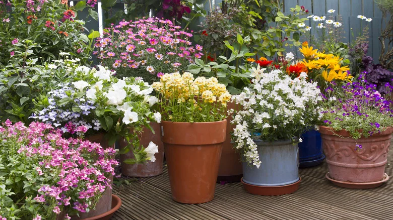 Skip The Expensive Planters And Use This Dollar Tree Item Instead