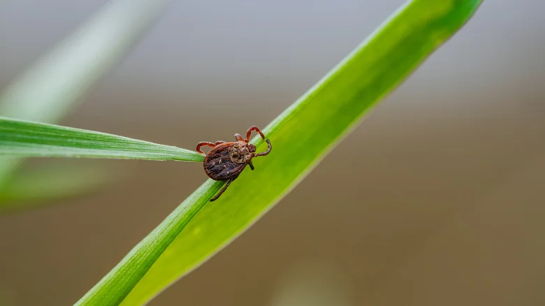 Skip The Pesticide: Consumer Reports Recommends A Better Way To Keep Ticks Out Of Your Lawn