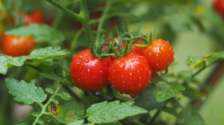 Skip The Traditional Tomato Cage And Try These 13 Alternatives To Support Your Plants