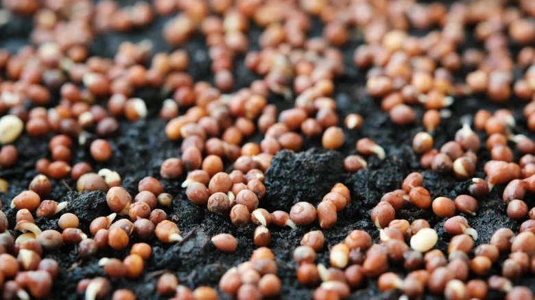 Sow The Seeds Of This Veggie As Winter Winds Down For A Delicious Spring Harvest