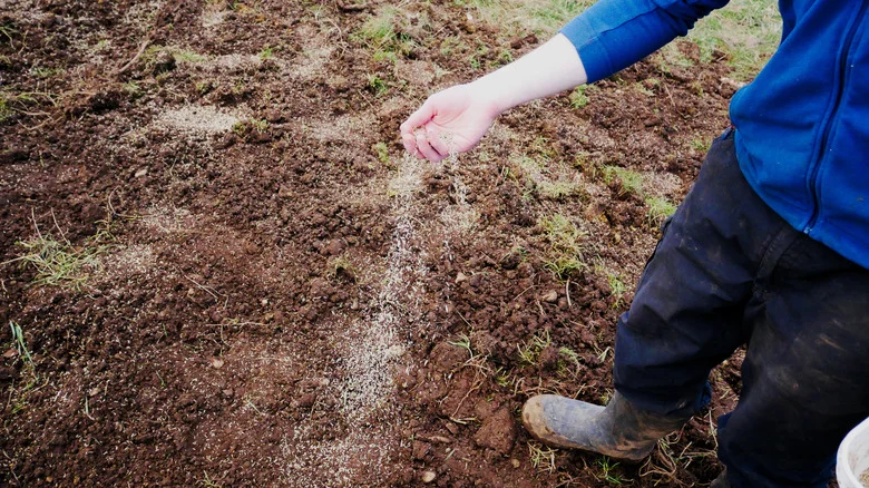 Sowing Clover Lawn Seeds? Here’s Why You Should Keep A Bag Of Kitty Litter Nearby
