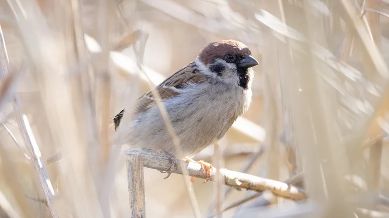 Sparrows Will Flock To Your Yard If You Plant These Items