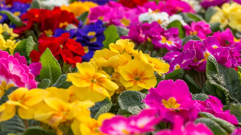 ‘Spectacular:’ Award-Winning Perennial Adds Striking Contrast To Bright Flower Beds