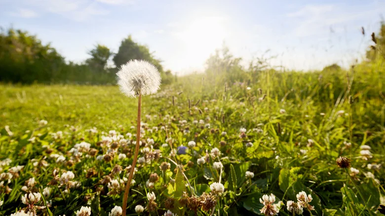 Speedzone Weed Killer’s Rapid Results Zap Pesky Weeds From Your Lawn Fast
