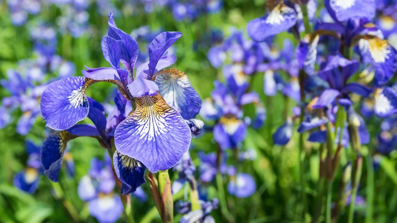 Spring Is The Perfect Time To Plant This Reliable And Colorful Garden Bulb