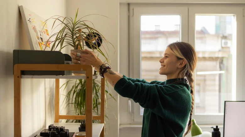 Spring Tasks To Ensure A Healthy And Luscious Spider Plant At Home
