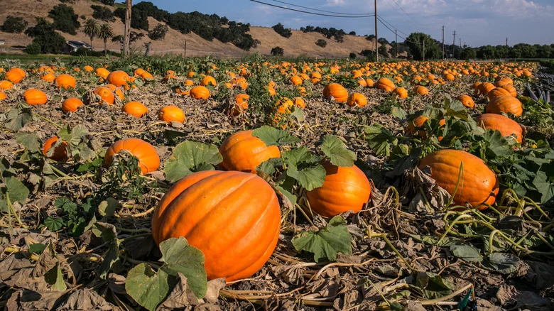 Sprinkle A Little Epsom Salt On Your Pumpkin Plants And Watch The Magic Happen