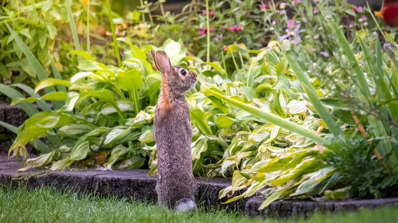 Sprinkle This Fan-Favorite Pantry Item Around Your Garden To Keep Rabbits Out