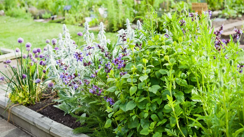 Sprinkle This Unexpected Ingredient In Your Garden And Watch Your Plants Thrive