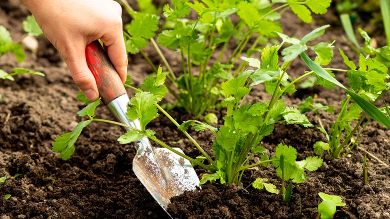 Sprout Cilantro Seeds Fast With TikTok’s Helpful Gardening Tips
