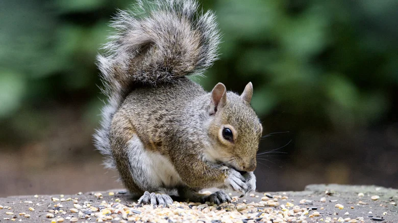 Squirrels Won’t Touch Your Bird Feeder When You Hang It In One Ideal Spot