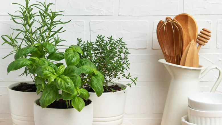 Start This Slow-Growing Herb Today And Enjoy A Fresh Harvest By Spring
