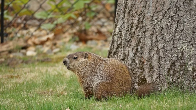 Start Waging Your War On Groundhogs With This Hairy Solution