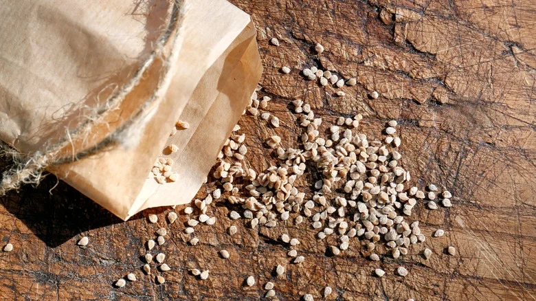 Starting Your Seed-Saving Journey? Here Are Beginner-Friendly Options To Try First