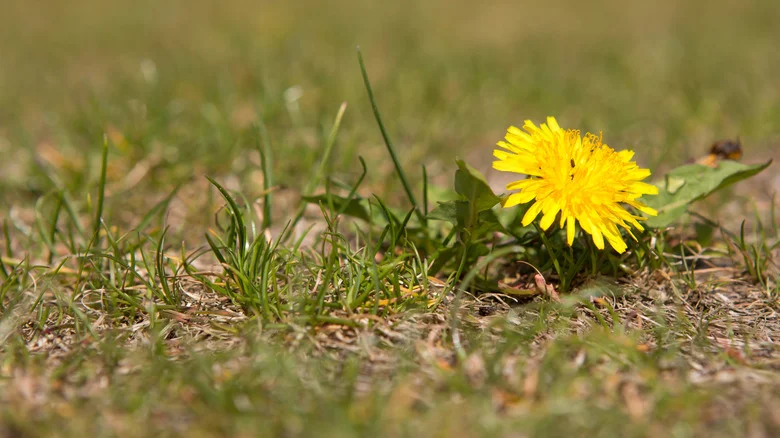 Still Fighting Weeds With Vinegar? Here’s Why It May Not Be Working As Well As You Think