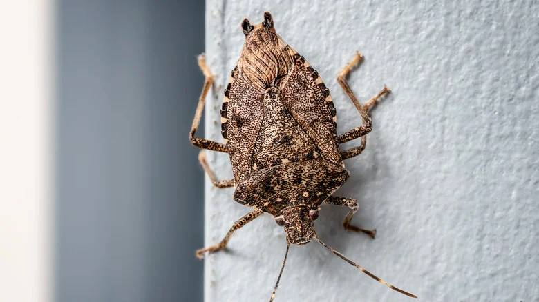 Stink Bugs Will Be A Thing Of The Past With One Handy Herb