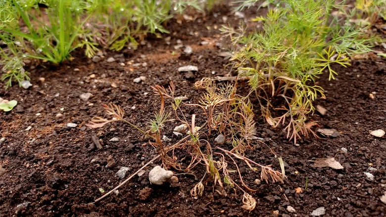 Stop Heat From Ruining Your Dill With A Simple Plant Pairing