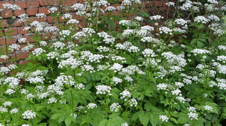 Stop Letting Invasive Bishop’s Weed Take Over Your Yard. Here’s How To Get Rid Of It