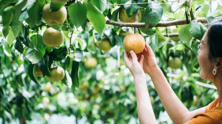 Stop Pests From Eating Their Way Into Your Fruit Trees With This Organic Solution