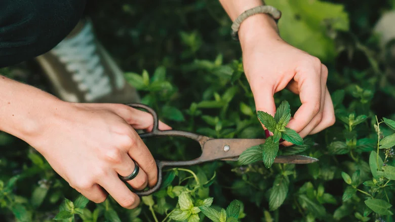 Stop Planting Invasive Mint In The Garden. Here’s A Better Way