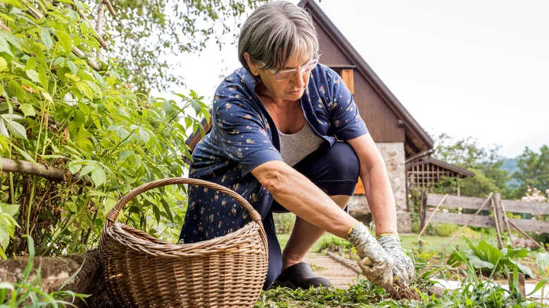Stop Pulling This Common Weed And The Bees Will Thank You
