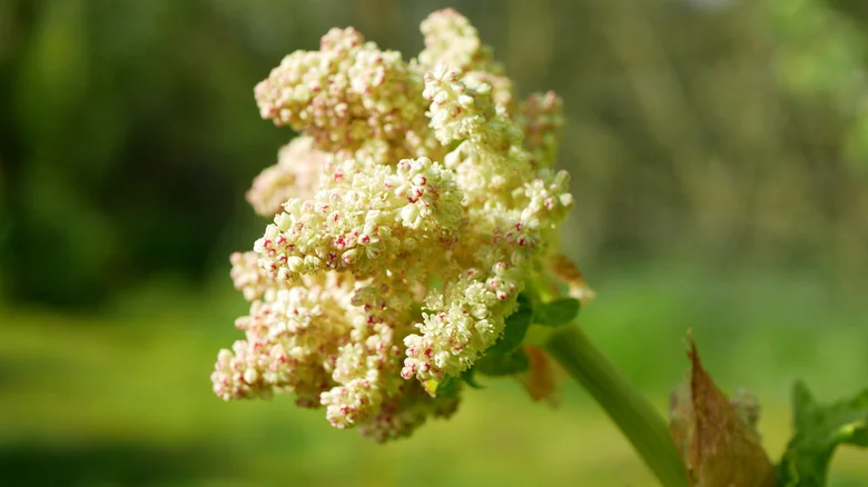 Stop Rhubarb From Flowering Before It Ruins Your Harvest