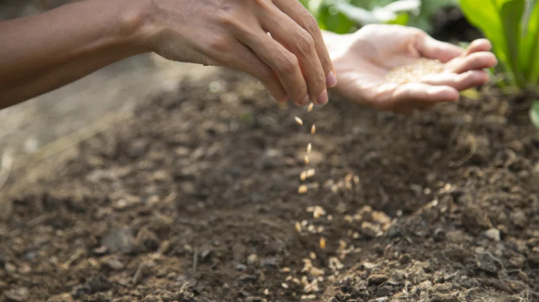 Stop The Seed Struggle With A Gardening Hack That Makes Planting A Breeze
