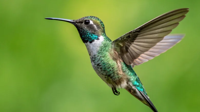 Stop Weeds From Taking Over With A Plant Hummingbirds Can’t Resist